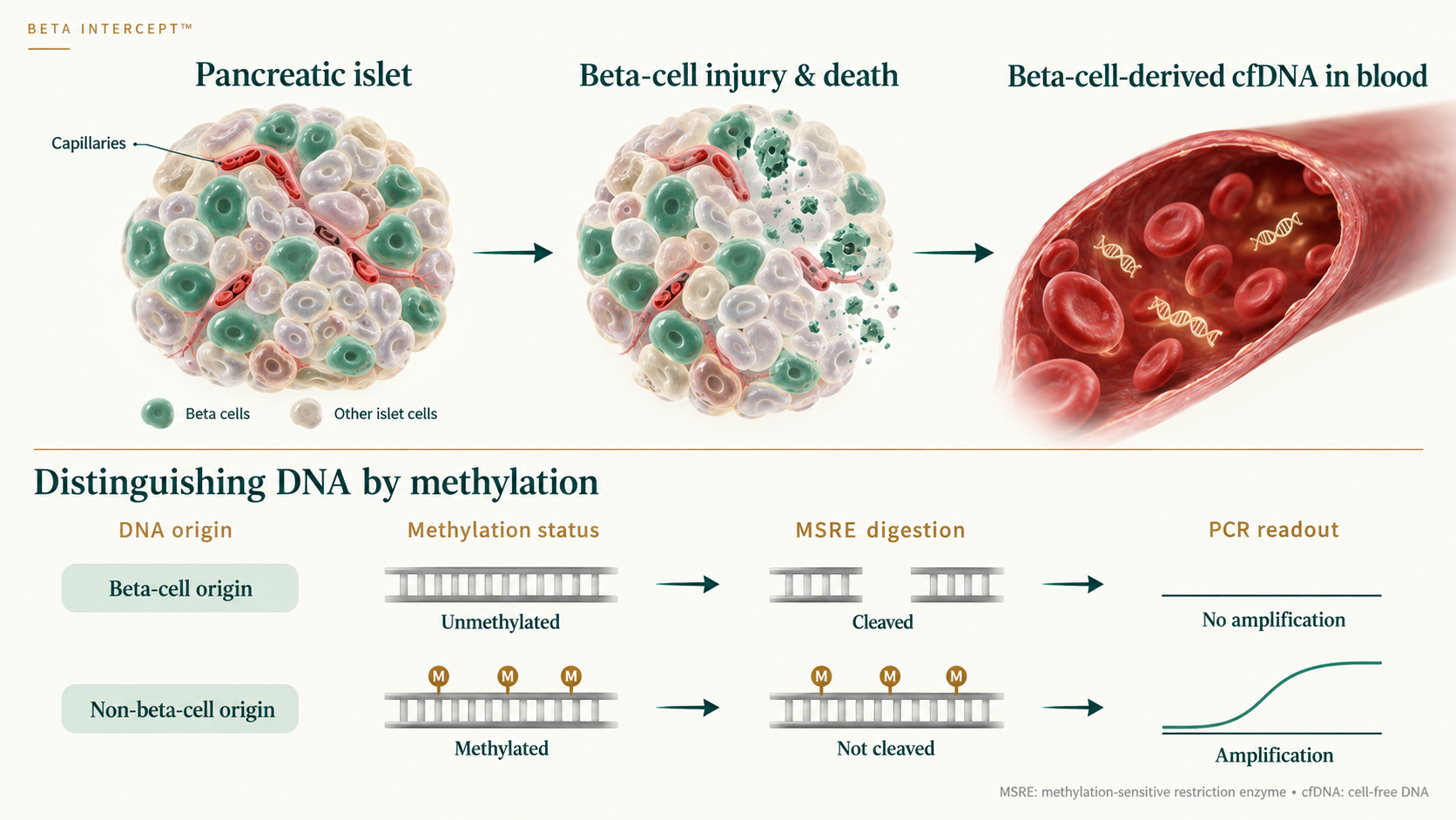 Beta Intercept overview: pancreatic islet beta-cell injury releases beta-cell-derived cfDNA into blood; methylation state distinguishes beta-cell DNA from other sources through restriction digestion and PCR readout.