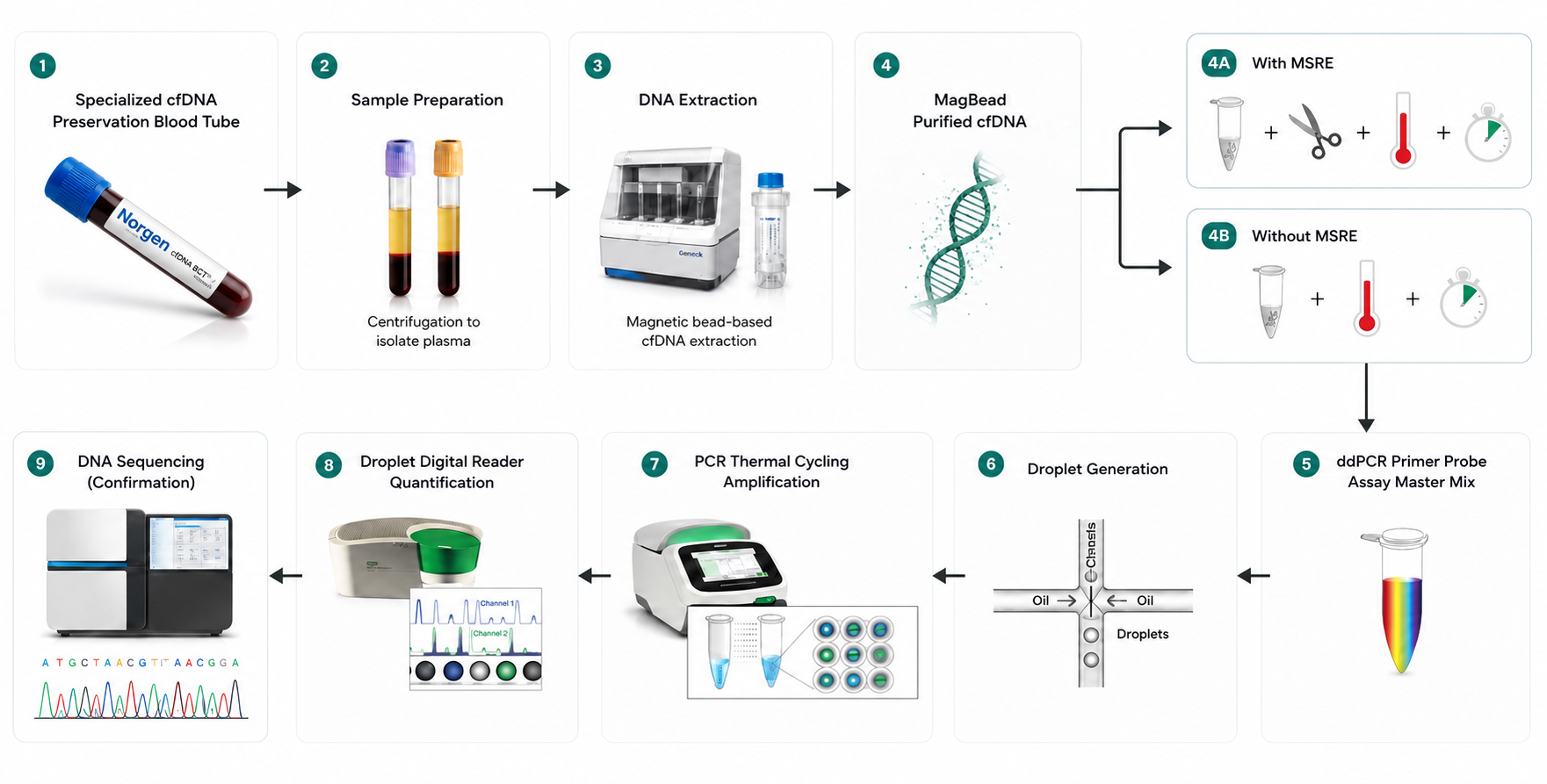 Nine-step cfDNA assay workflow: preservation blood tube, centrifugation, magnetic-bead DNA extraction, purified cfDNA, methylation-sensitive digestion, ddPCR master mix, droplet generation, thermal cycling, droplet reader quantification, and confirmatory sequencing